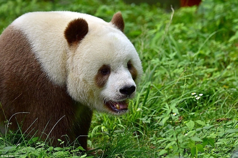 Возможно единственная в мире коричневая панда живет в Шаньси | 12 фото