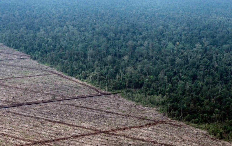 Возможно ли прокормить семь миллиардов человек, не уничтожив окружающую среду? (20 фото)