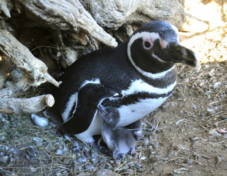 Время выкармливания птенцов у магелланских пингвинов (6 фото)