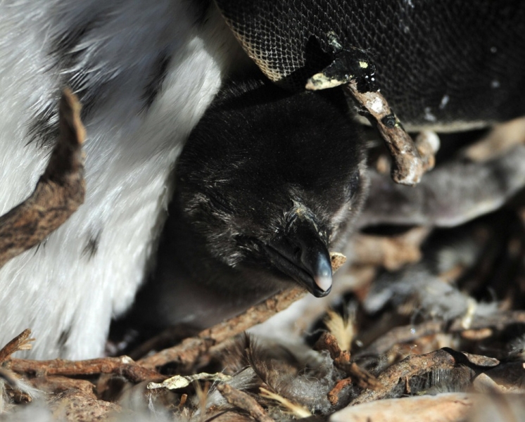 Время выкармливания птенцов у магелланских пингвинов (6 фото)