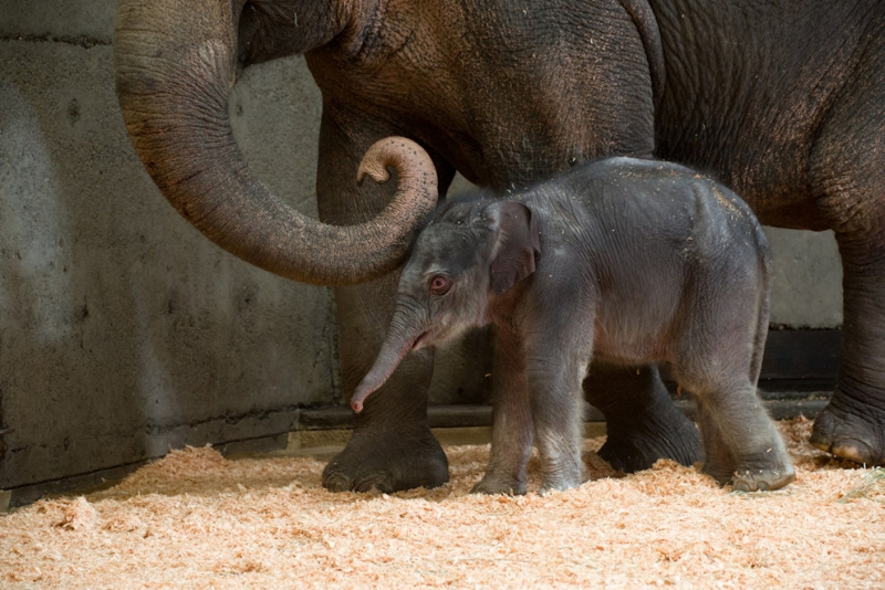 Выбираем имя азиатскому слонёнку! (9 фото)