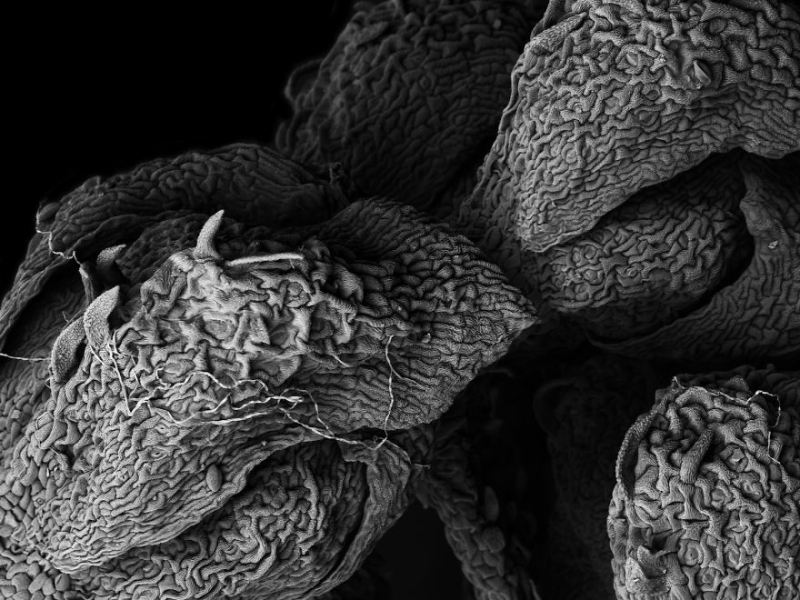Высохшие растения под микроскопом - удивительные фото