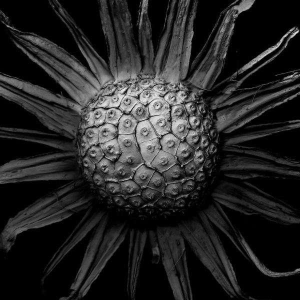 Высохшие растения под микроскопом - удивительные фото