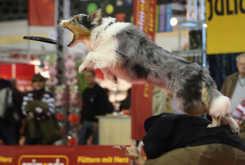 Выставка животных Heimtiermesse Berlin 2012 (15 фото)