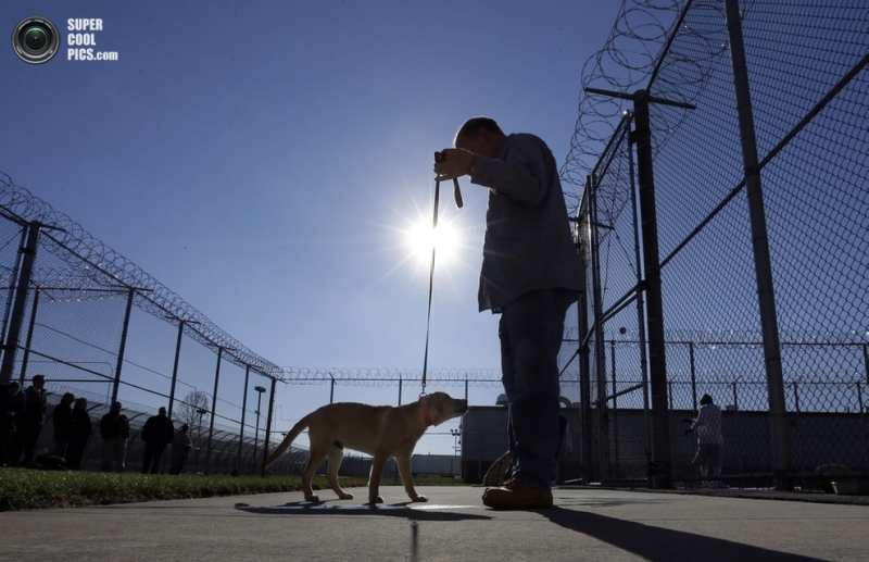 Заключенные обучают собак для ветеранов с ограниченными возможностями (4 фото)