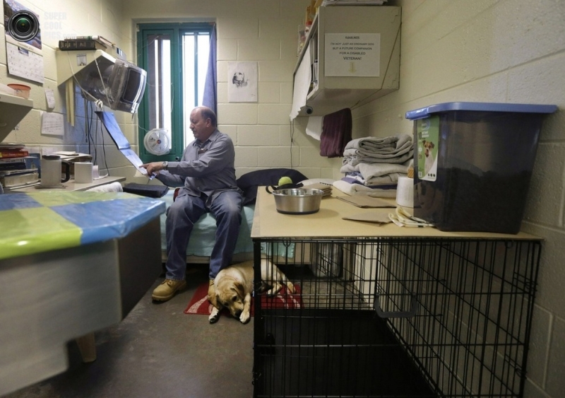 Заключенные обучают собак для ветеранов с ограниченными возможностями (4 фото)