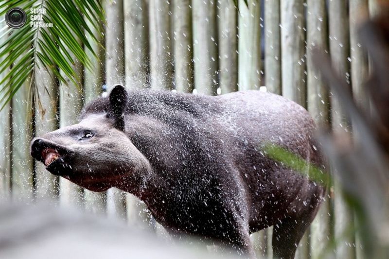 Животные из зоопарка Таронга спасаются от жары (6 фото)