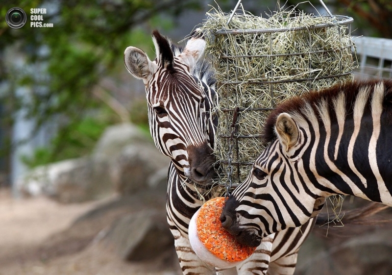 Животные из зоопарка Таронга спасаются от жары (6 фото)