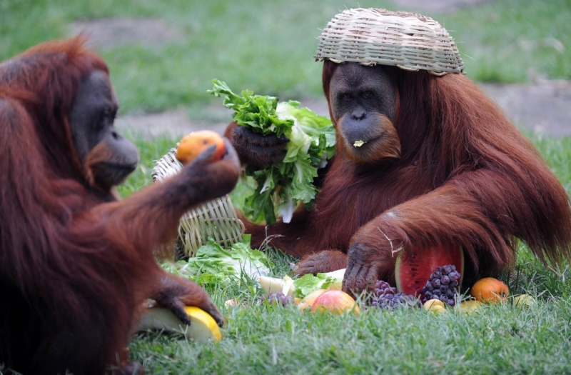 Животные из зоопарков Рио-де-Жанейро и Лондона получили подарки (5 фото)