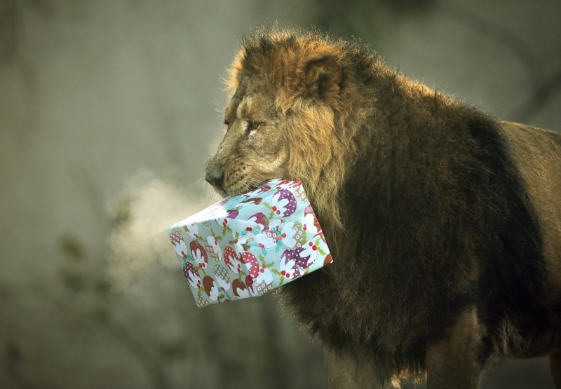 Животные из зоопарков Рио-де-Жанейро и Лондона получили подарки (5 фото)