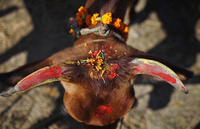 Животные в недоумении от обрядов фестиваля «Тихар» (5 фото)