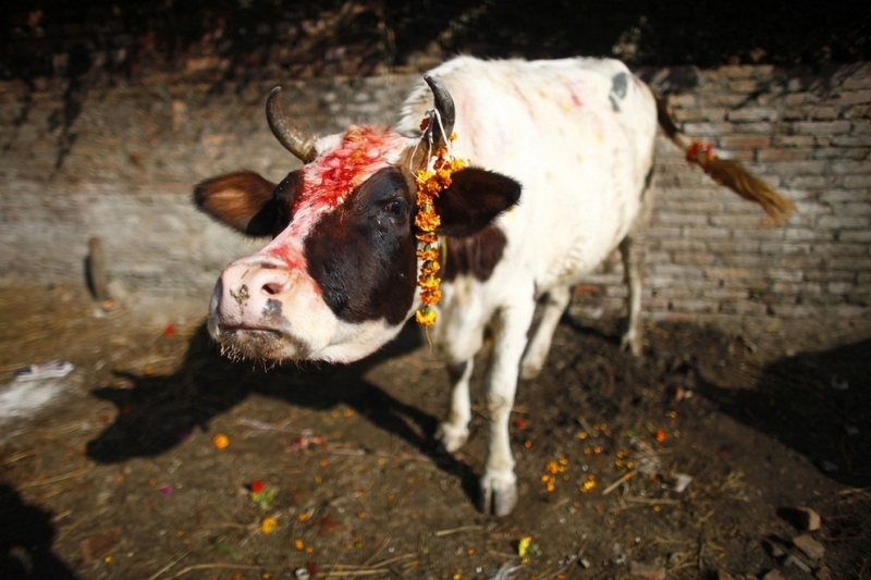 Животные в недоумении от обрядов фестиваля «Тихар» (5 фото)