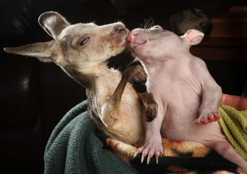 Животные в новостях: Сумчатая дружба, самая дорогая собачья свадьба планеты, приключения мишки Будду (15 фото)