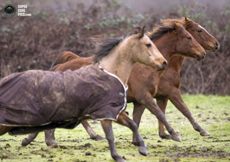 Игривые лошади на пастбище близ Розберга (6 фото)
