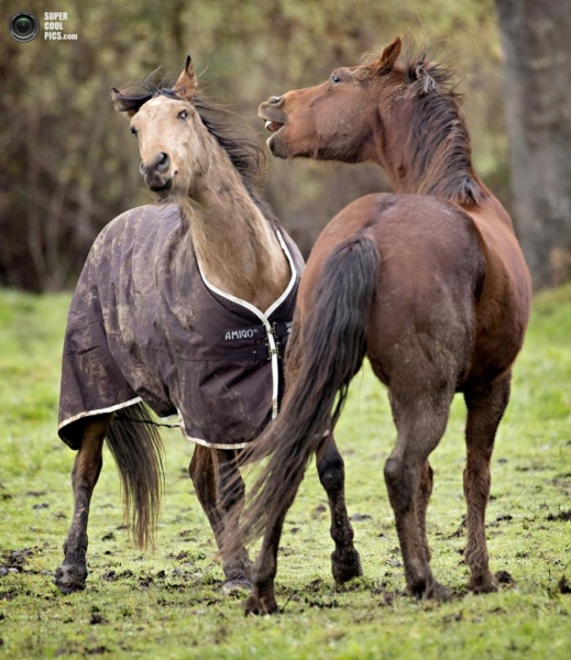 Игривые лошади на пастбище близ Розберга (6 фото)