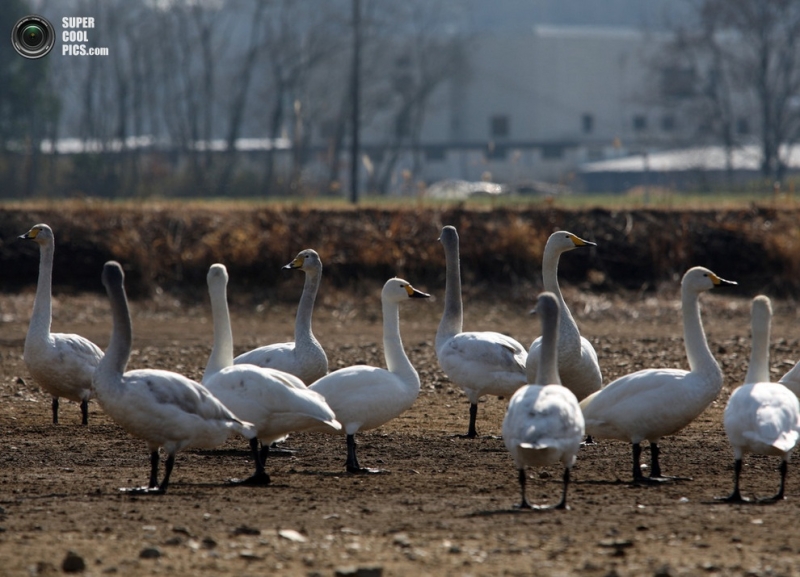 Японский «курорт» для сибирских лебедей (10 фото)