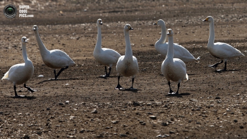 Японский «курорт» для сибирских лебедей (10 фото)