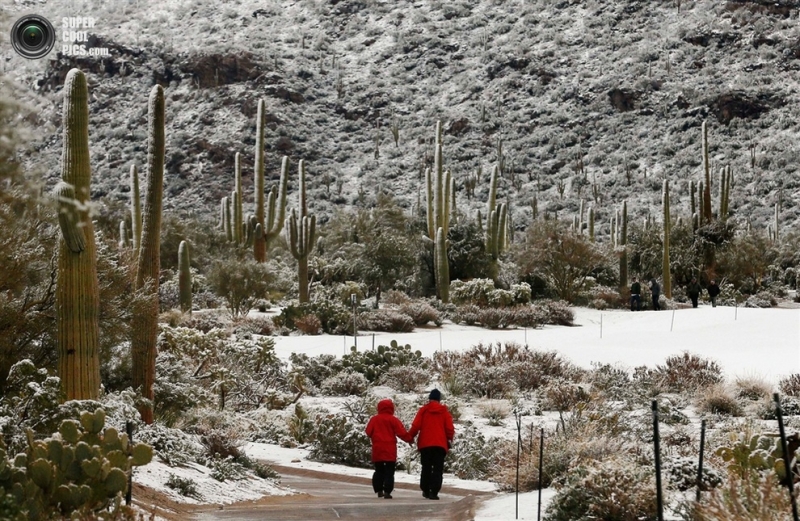 Кактусы под снегом — зима в Аризоне (3 фото)