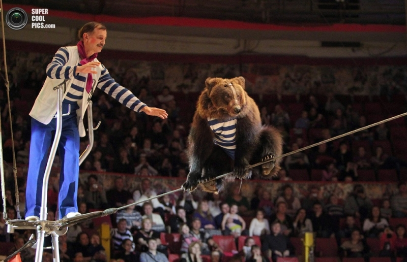 Медведи-канатоходцы в цирке на Фонтанке (7 фото)