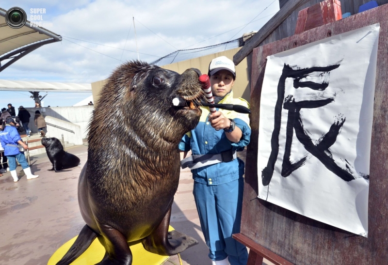 Морской лев Джей, владеющий каллиграфией (4 фото)
