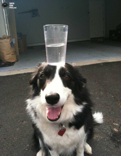 Собака, удерживающая предметы на голове (11 фото)