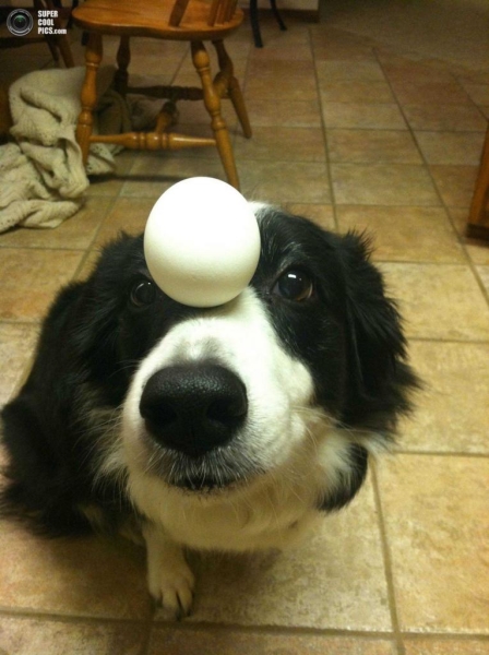 Собака, удерживающая предметы на голове (11 фото)