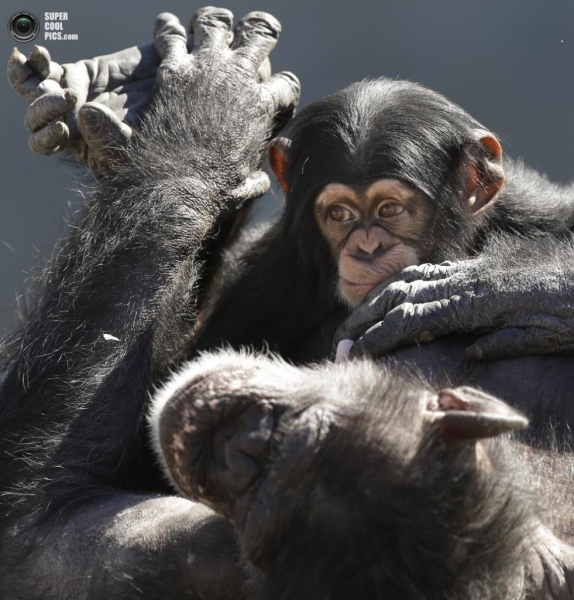 Убежище лабораторных шимпанзе (15 фото)