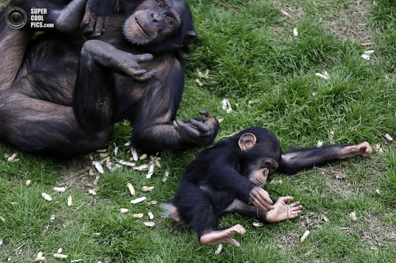 Убежище лабораторных шимпанзе (15 фото)