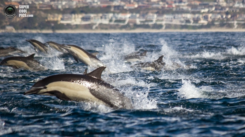 Вечеринка дельфинов у берегов Сан-Диего (2 фото + 2 видео)
