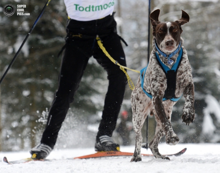 23-и Международные гонки на собачьих упряжках в Оберхофе (7 фото)