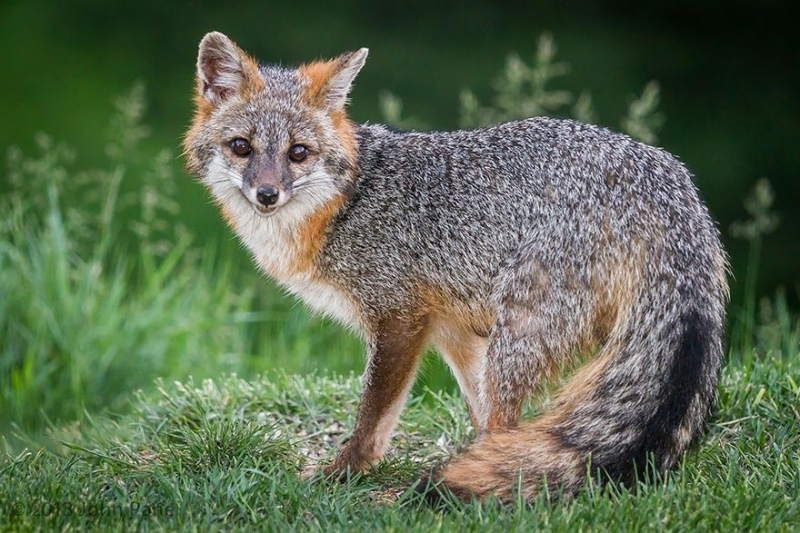 7 самых мимимишных видов лисиц