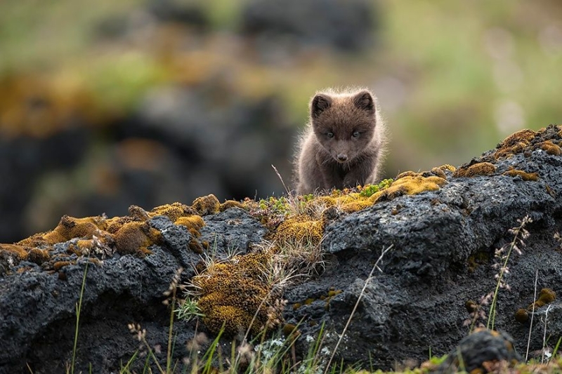 7 самых мимимишных видов лисиц