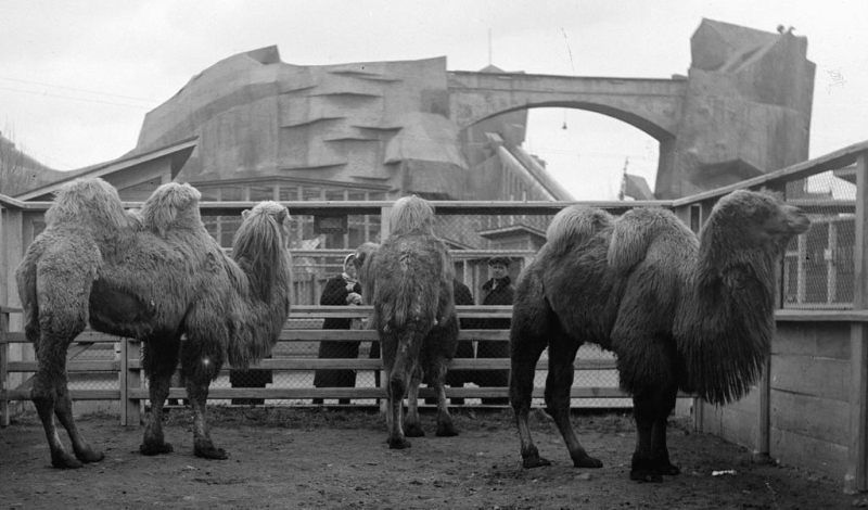 Как Ленинградский зоопарк пережил блокаду