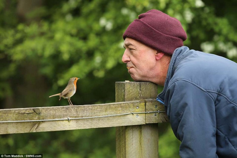 Настоящий Доктор Дулиттл: как британец стал повелителем диких птиц
