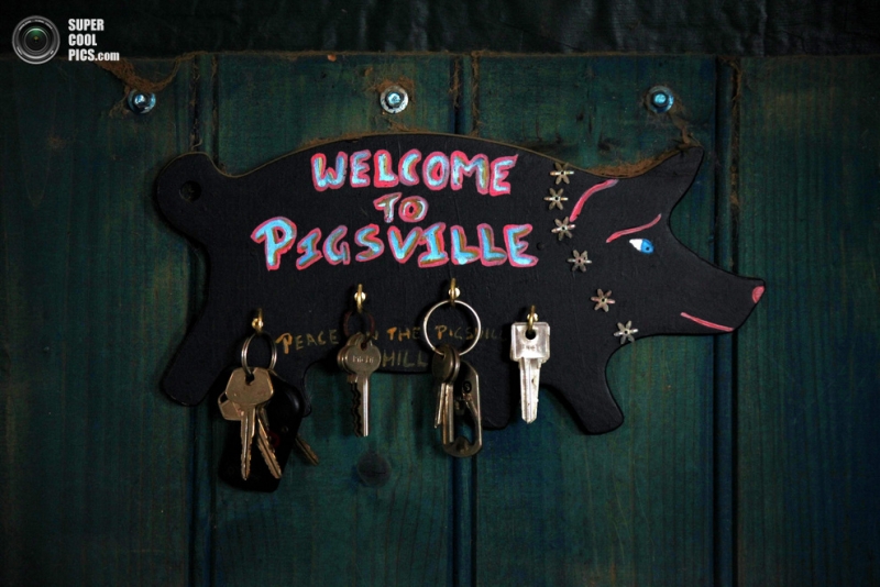 «Пигсвиль» — рай для свиней (7 фото)