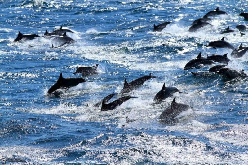 Ученые определили, что дельфины могут узнавать друг друга по вкусу