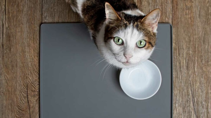 Ученые узнали, что коты запоминают клички друг друга, но равнодушны к своим хозяевам
