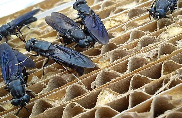 В Омске планируют открыть завод по производству мух