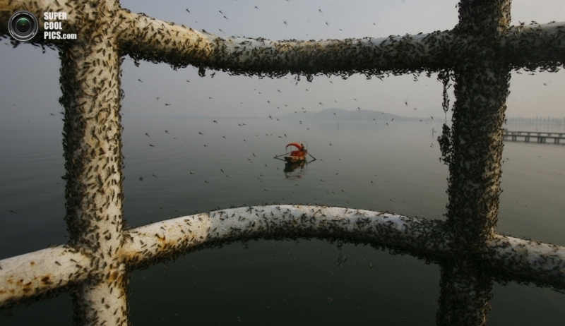 Загрязнение воды в Китае (25 фото)