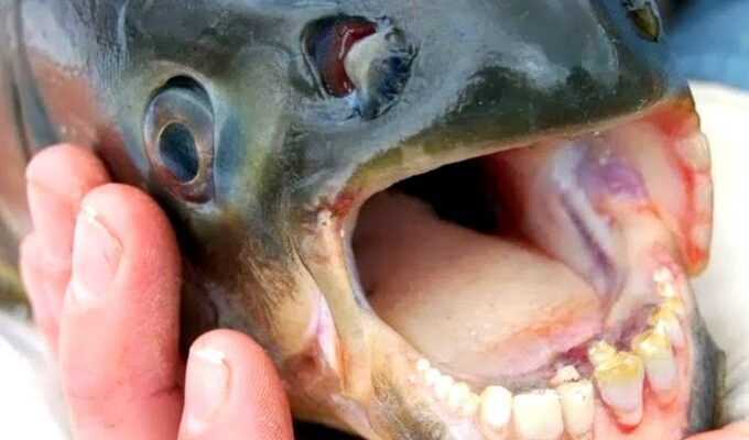 Редкую рыбу с «человечьими» зубами выловили в США: фото